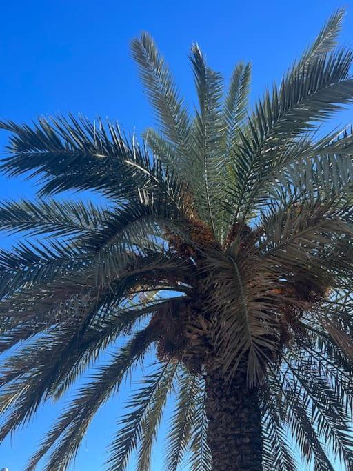 Club Salino 18 Lejlighed Torrevieja Eksteriør billede